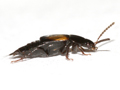 Tachinus subterraneus